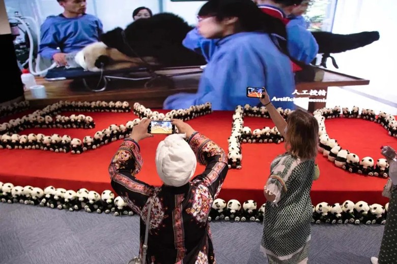 大熊猫9.jpg 大熊猫9.jpg